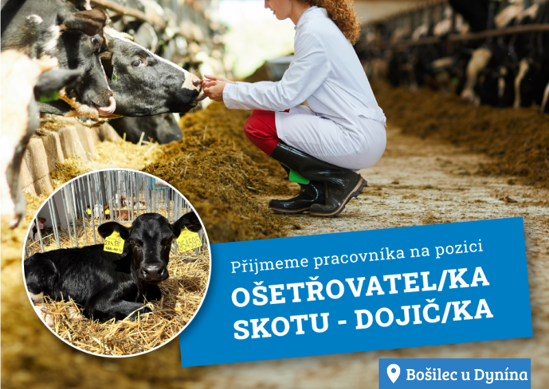 Ošetřovatel/ka skotu - dojič/dojička Ošetřovatel/ka skotu - dojič/dojička
